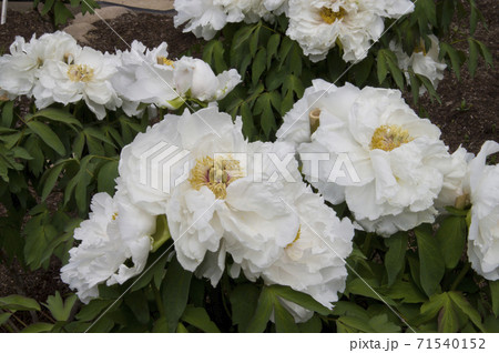 この白色の牡丹の花の名前は白鳥の湖です の写真素材