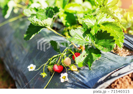 strawberries with morning sun. 71540315