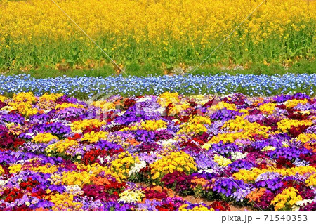 菜の花と花の絨毯 菜の花と花の絨毯 71540353