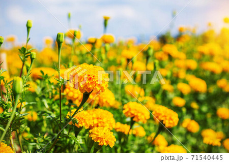 Marigold garden in the daytime. Marigold garden in the daytime. 71540445