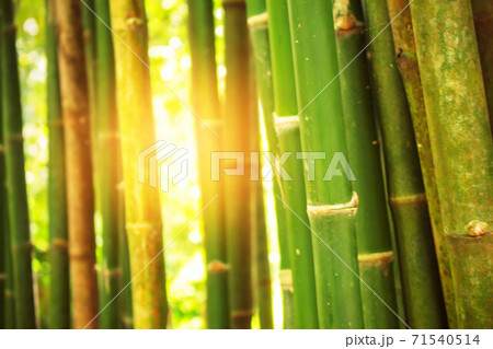 Bamboo with light on the day. 71540514
