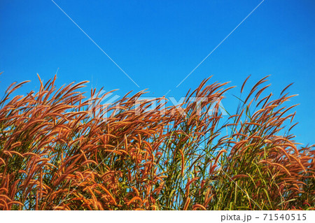 Beautiful grass withthe blue sky. 71540515