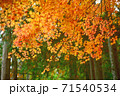 もみじ 71540534