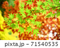 もみじ 71540535