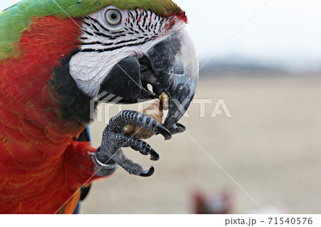 オウム 鳥 新しい 71540576