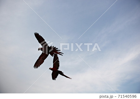 オウム 新しい 九官鳥 71540596