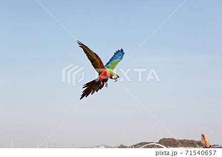 オウム 新しい 九官鳥 71540657