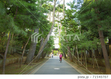豪徳寺 参道の松並木 豪徳寺 参道の松並木 71540707