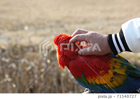 オウム 鳥 九官鳥 71540727