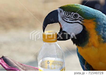 オウム 鳥 九官鳥 71540729