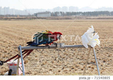 オウム 鳥 九官鳥 71540805
