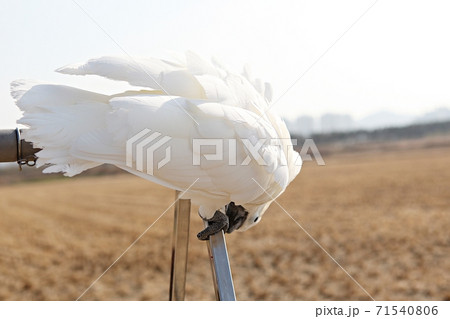 オウム 鳥 九官鳥 71540806