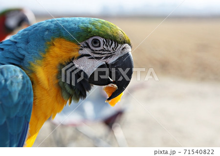 オウム 九官鳥 鳥 71540822