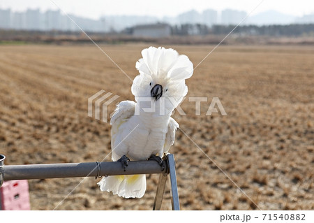 オウム 鳥 九官鳥 71540882