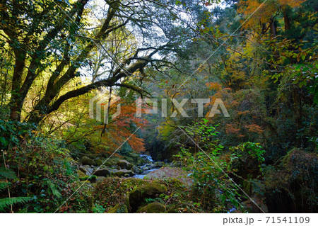 菊池渓谷 71541109