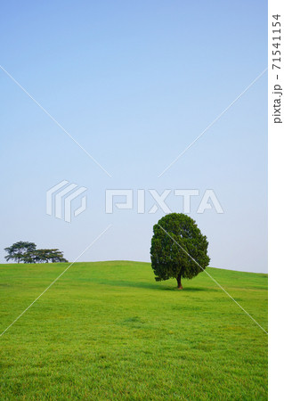 芝生 夏 丘 71541154