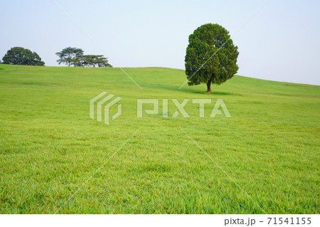 芝生 夏 丘 71541155