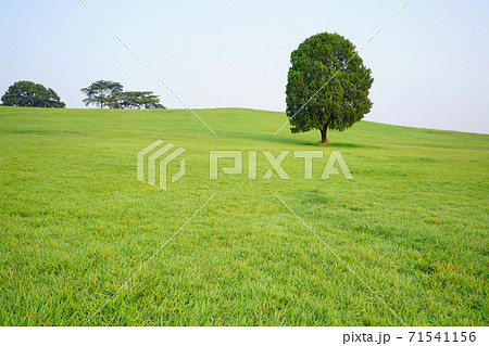 芝生 夏 丘 71541156