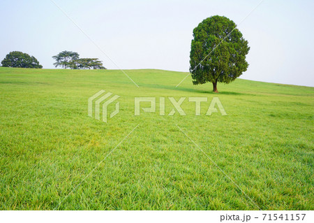 芝生 夏 丘 71541157