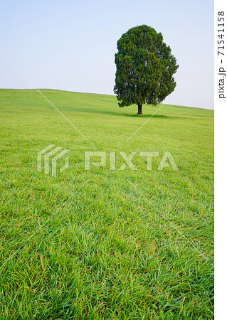 芝生 夏 丘 71541158