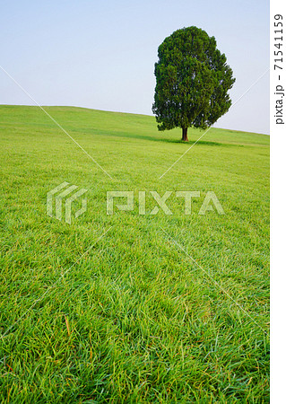 芝生 夏 丘 71541159