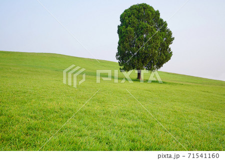 芝生 夏 丘 71541160