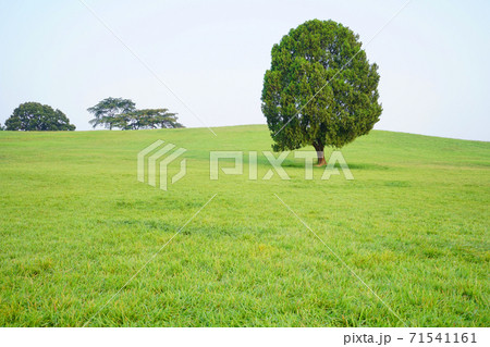 芝生 夏 丘 71541161