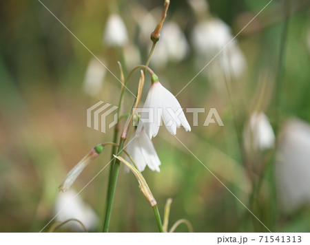 小さな白い花を咲かせるアキスオータムナリス（別名アキザキ
