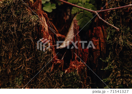 Green moss forest naature background on a old decrepit cracked wooden stamp in a forest Green moss forest naature background on a old decrepit cracked wooden stamp in a forest 71541327