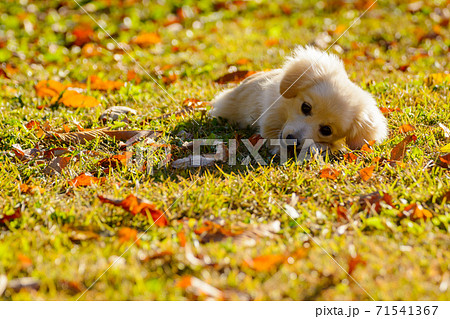 ドックランで疲れた子犬　ポメックス 71541367