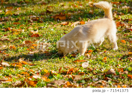 ドックランで疲れた子犬　ポメックス 71541375