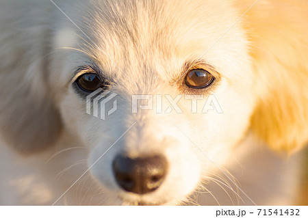 子犬　ミックス犬　ポメックス 71541432