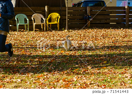 ドックランで楽しそうに遊ぶ子犬　ポメックス 71541443