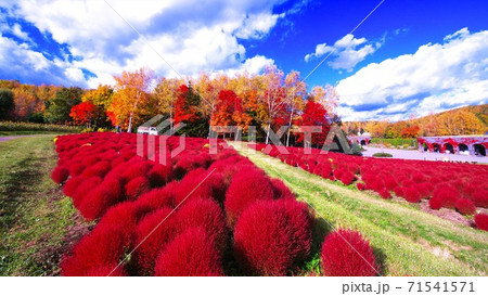 滝野すずらんの真っ赤に染まったコキア 71541571