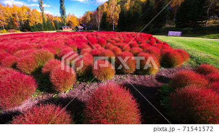 滝野すずらんの真っ赤に染まったコキア 滝野すずらんの真っ赤に染まったコキア 71541572