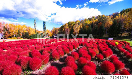 滝野すずらんの真っ赤に染まったコキア 滝野すずらんの真っ赤に染まったコキア 71541573