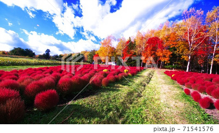 滝野すずらんの真っ赤に染まったコキア 71541576