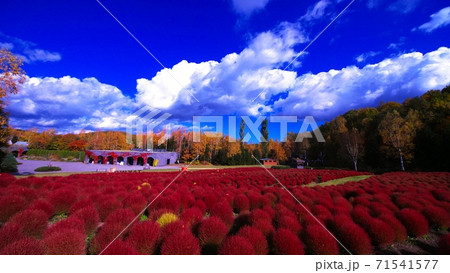 滝野すずらんの真っ赤に染まったコキア 71541577