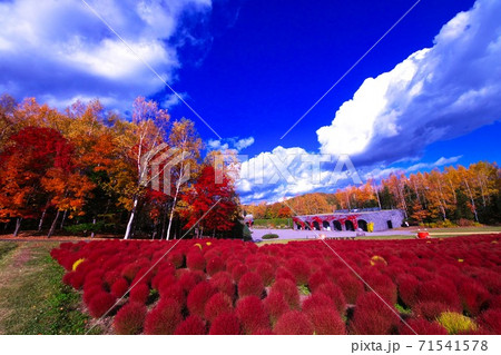 滝野すずらんの真っ赤に染まったコキア 71541578