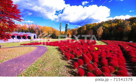 滝野すずらんの真っ赤に染まったコキア 滝野すずらんの真っ赤に染まったコキア 71541579