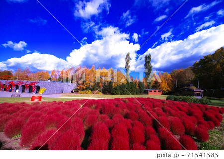 滝野すずらんの真っ赤に染まったコキア 71541585