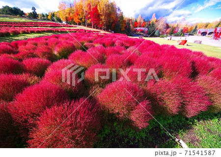 滝野すずらんの真っ赤に染まったコキア 71541587