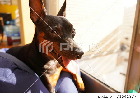 ミニチュアピンシャー 姉弟 室内 リビング 写真9 ミニチュアピンシャー 姉弟 室内 リビング 写真9 71541877