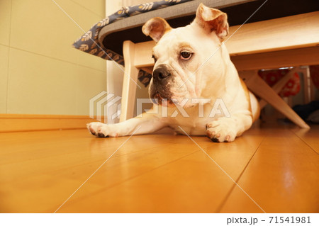イングリッシュブルドッグ　室内　リビング　写真30 71541981