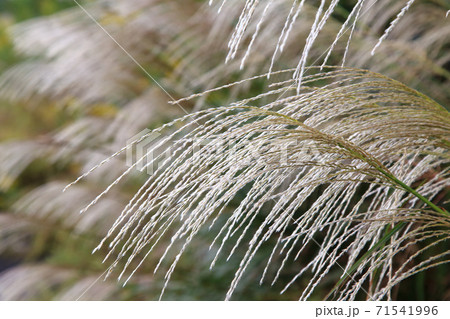 ススキ 71541996