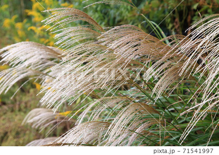ススキ 71541997