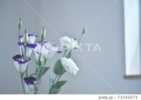 窓辺の花　トルコキキョウ 71542073