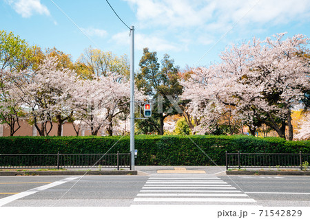 Crosswalk with cherry blossoms in Japan 71542829