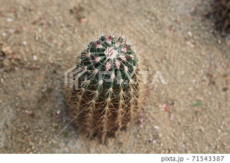 サボテン 多肉植物 植物 71543387