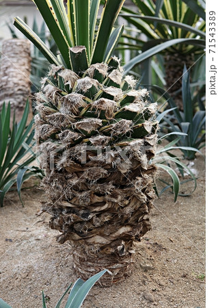 サボテン 多肉植物 植物 71543389